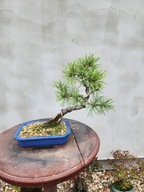 Sosna drobnokwiatowa pinus Parviflora Pentaphylla