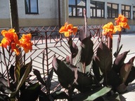 Kanna/Canna WYOMING - kłącza