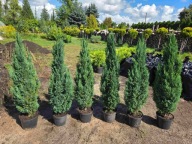 Cyprysik ellwoodii 95-100cm