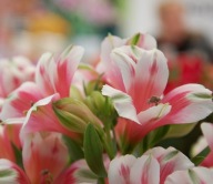 Alstromeria Alstroemeria Inticancha Maya