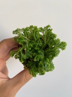 Selaginella kraussiana widliczka do terrarium