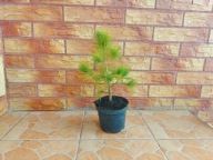 Sosna rumelijska (Pinus peuce)