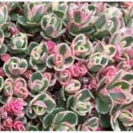 Rozchodnik Kaukaski Tricolor Sadzonka P9