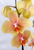 PHALENOPSIS storczyk