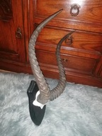 Rogi antylopy na deseczce.