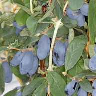 JAGODA KAMCZACKA "BOREAL BLIZZARD" sadzonka