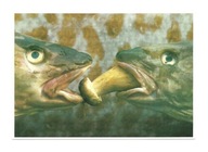 Pocztówka - Ryby z grzybkiem, czyli Dorsz faszerowany ...