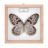 Motyl w gablotce Idea idea