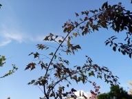 Klon tatarski palmowy pienny stary okaz szczepiony inny