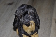 pluszak maskotka piesek szczeniak cudny jamnik od Uni-Toys