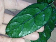 Hoya Hoja VILLOSA CAO DANG VIETNAM cięta