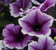 Petunia Bonnie Lavender Face
