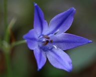 CEBULICA SYBERYJSKA SCILLA SYBERICA sadzonka pojemniku 10 cm wieloletnia