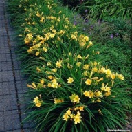 liliowiec stella d'oro sadzonka w pojemniku wieloletnia na rabaty