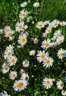 Złocień biały margaretka biała jastrun właściwy bylina długo kwitnie sadzon