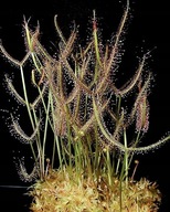 Rosiczka - Drosera binata var binata 50x!! Świeże!