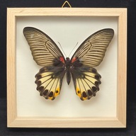 Motyl w gablotce Papilio Memnon