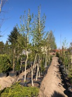 Orzech Laskowy Leszczyna Turecka 300cm Fotki