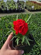 Goździk, bylina- czerwony, niski, pachnący