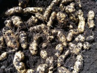 ZIEMNIACZANKA SERCOWATA JADALNE BULWY PNĄCZE HIT !