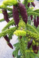 Świerk kozacki jałowiec sosna jodła cis cyprys inny