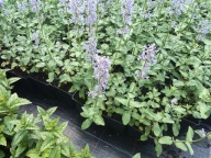 Kocimiętka wielkokwiatowa SUMMER MAGIC sadzonka