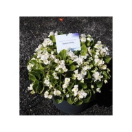 Begonia Semperflorens TOPSPIN WHITE ZESTAW 10 SIEWEK PIĘKNE KWIATY Białe