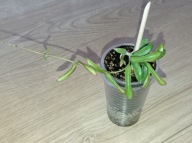 Hoya Hoja sp. KENTIANA MINI ukorzeniona