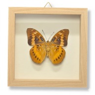 Motyl w gablotce Lexias Aeropa Choirilus