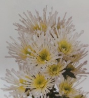 CHRYZANTEMA ZIMUJĄCA KŁĄCZOWA ### ALEX BIAŁE IGŁY ####