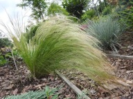 TRAWA Ostnica mocna 'Pony Tails' | KOŃSKI OGON