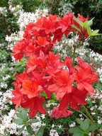 Azalia wielkokwiatowa 'Doloroso'| INTENSYWNE CIEMNOCZERWONE KWIATY