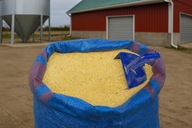 Groch żółty PASZOWY kruszony 17 kg kruszonka dla kur, gołębi, | SMART