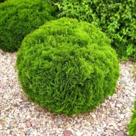 Tuja Danica (168) - 1,5 l