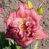 Liliowiec Tour De Force