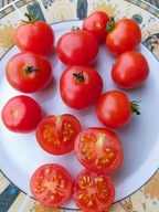 Pomidor DWARF Tomato Micro niski idealny do donic