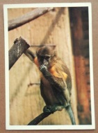 POCZTÓWKA - MAŁPKA KOCZKODAN - zdjęcie, Czechy z czasów Czechosłowacji