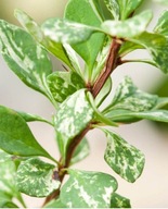 Berberys POWWOW krzew do ogrodu łatwy w uprawie rośliny ozdobne na słońce