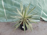 Yucca gloriosa nr3