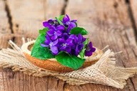 FIOŁEK WONNY SADZONKA W DONICZCE P8 ZADARNIAJĄCY POD DRZEWA NA OBWÓDKI