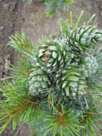 PRZEPIĘKNE DRZEWO Sosna koreańska 'Silveray' JADALNE NASIONA