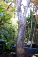 Klon czerwony-zielony R16 zmienno barwny 18letni kolumnowy palmowy inny