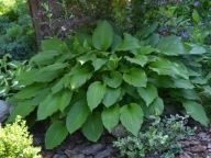 Funkia Hosta Zielona Sadzonka P9