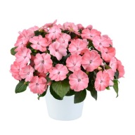 Niecierpek SŁONECZNY Impatiens Sol-luna Light Salmon