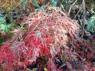 Klon dissectum okrywowy 14 letni karłowy szczepiony inny