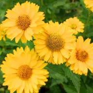 Słoneczniczek szorstki - 1000 nasion