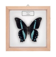 Motyl w gablotce Papilio nireus