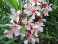 Oleander pojedynczy AEGINA młoda sadzonka ukorzeniona