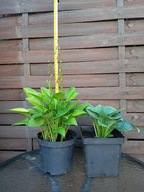 Funkia hosta sprzedam