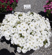 Petunia czarna Ray White ZWISAJĄCA